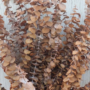 May include: Dried eucalyptus branches with small, round, brown leaves. The leaves are arranged along slender stems, creating a textured and natural appearance. The eucalyptus is a warm, earthy brown color.