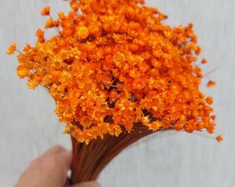 Dried Star Flowers: Small Orange Daisies for Fall Decor and Wedding Bouquets