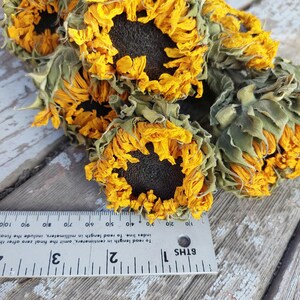 May include: Dried sunflowers with yellow petals and dark centers. The flowers are arranged on a weathered wooden surface. A ruler is placed near the flowers, showing measurements in centimeters and millimeters.
