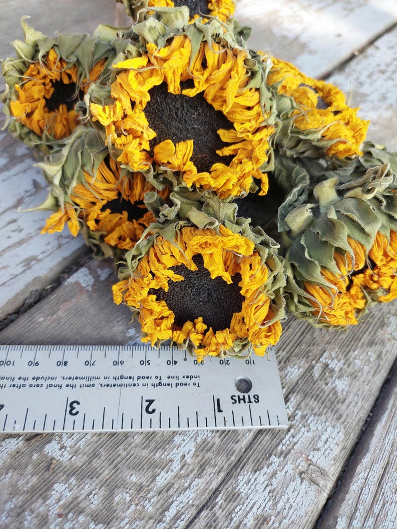 May include: Dried sunflowers with yellow petals and dark centers. The flowers are arranged on a weathered wooden surface. A ruler is placed near the flowers, showing measurements in centimeters and millimeters.