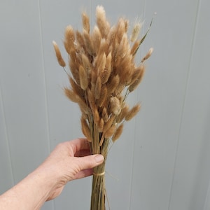May include: A bundle of dried bunny tail grass, featuring soft, fluffy, tan-colored seed heads. The stems are tied together with a rubber band. The background is a light gray wall.