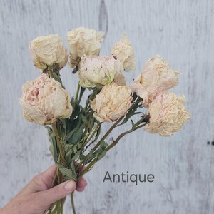 May include: A bouquet of dried, pale cream and light pink peony flowers with green stems. The petals appear delicate and slightly withered, showcasing a soft, muted color palette. The word Antique is printed in a simple gray font on the right side.