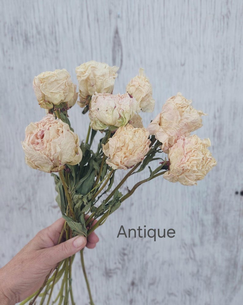 May include: A bouquet of dried, pale cream and light pink peony flowers with green stems. The petals appear delicate and slightly withered, showcasing a soft, muted color palette. The word Antique is printed in a simple gray font on the right side.
