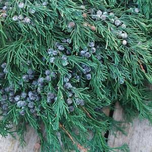 May include: Close-up of fresh green juniper branches with dark blue berries. The evergreen foliage is arranged in a natural, organic pattern, perfect for seasonal decor or crafting. The berries add a touch of color and texture to the arrangement.
