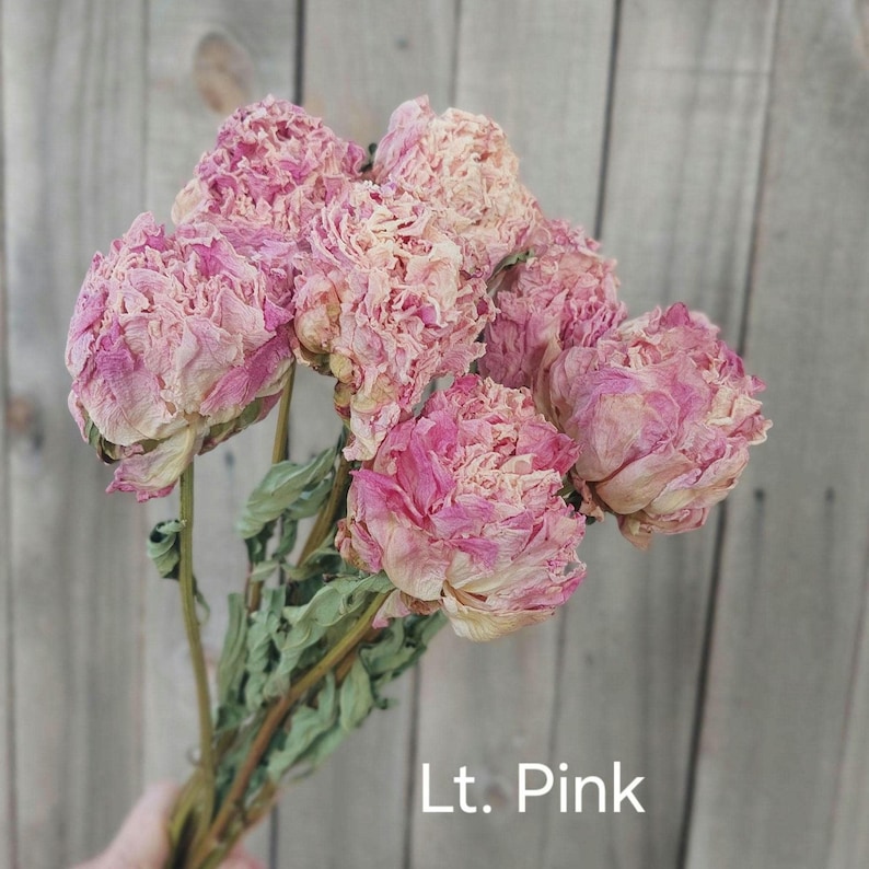 May include: A bouquet of dried peonies featuring multiple flower heads in shades of light pink and cream. The petals appear delicate and textured, attached to thin, dried green stems. The text "Lt. Pink" is printed in white in the bottom corner.