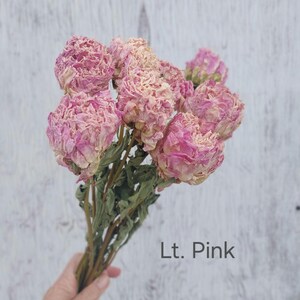 May include: A bouquet of dried flowers with multiple ruffled, light pink and cream-colored peony-like blossoms. The stems are thin, brown, and feature dried green leaves. The text 'Lt. Pink' is printed in the lower right corner of the image.