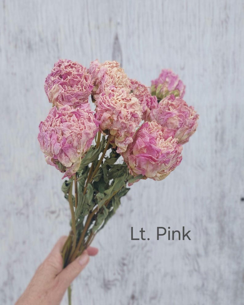 May include: A bouquet of dried flowers with multiple ruffled, light pink and cream-colored peony-like blossoms. The stems are thin, brown, and feature dried green leaves. The text 'Lt. Pink' is printed in the lower right corner of the image.