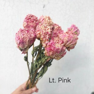 Dried Peony Bunch: Pink, Antique, and Burgundy DIY Floral Supplies image 11