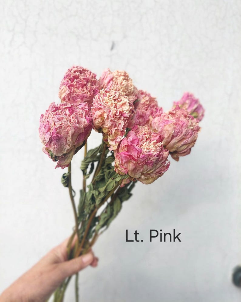 Dried Peony Bunch: Pink, Antique, and Burgundy DIY Floral Supplies image 11