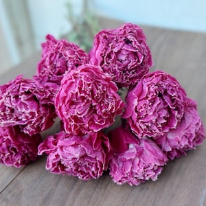 Dried Peonies - Pink Peony Bunch, medium pink peonies Wedding Farmhouse Decor DIY Floral Crafts