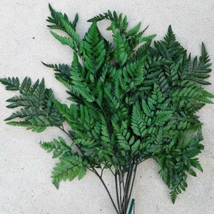 Preserved Leather Leaf Fern - Preserved Green Fern - 10 stems