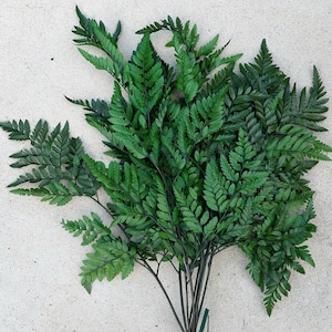 Preserved Leather Leaf Fern - 10 Stems of Preserved Green Fern - Ideal for Wedding Bouquets and Dried Floral Arrangements