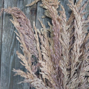May include: A close-up of dried ornamental grass with feathery plumes in shades of beige and purple. The dried grass is arranged against a weathered, gray wooden background, creating a rustic and natural aesthetic. Ideal for home decor.