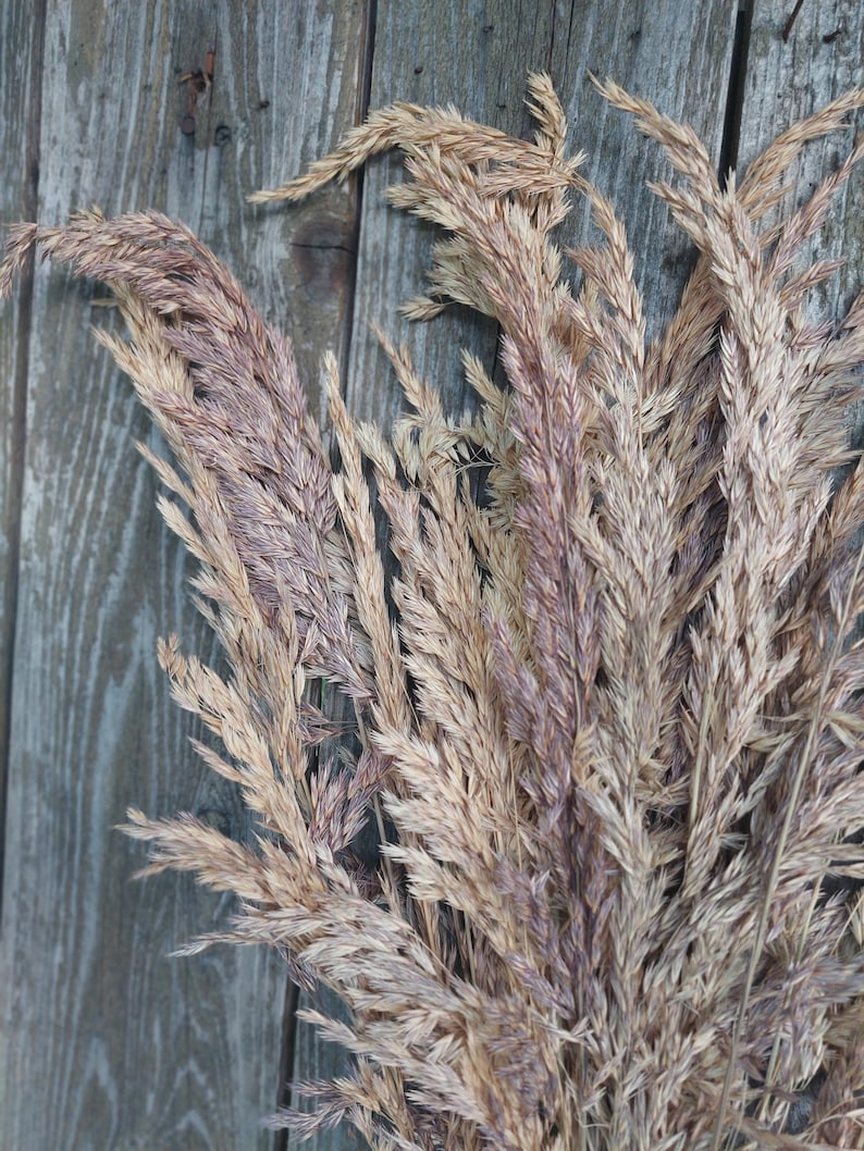 May include: A close-up of dried ornamental grass with feathery plumes in shades of beige and purple. The dried grass is arranged against a weathered, gray wooden background, creating a rustic and natural aesthetic. Ideal for home decor.