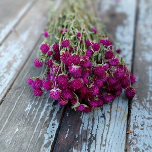 Purple Globe Amaranth Dried Flower Bunch 4 oz Bunch of Everlasting Magenta Purple Gomphrena For DIY Floral and Nature Crafts image 4