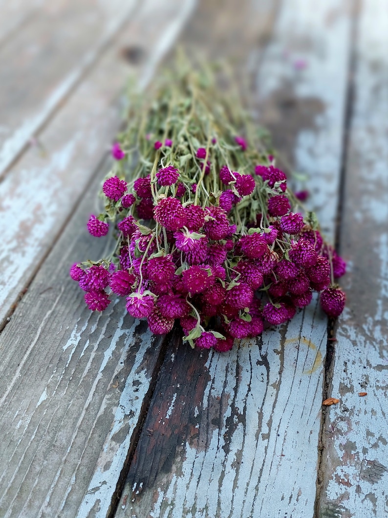 Purple Globe Amaranth Dried Flower Bunch 4 oz Bunch of Everlasting Magenta Purple Gomphrena For DIY Floral and Nature Crafts image 4