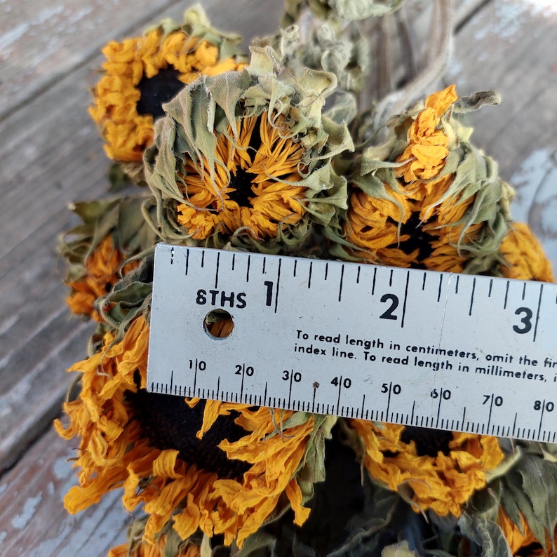 May include: Dried sunflowers with vibrant yellow petals and dark centers. The flowers are measured with a ruler, showing a length of approximately 3 inches. The image shows the flowers in a close-up view.