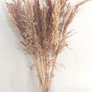 May include: A clear glass vase filled with dried ornamental grass. The grass has a light brown color with hints of purple and tan. The vase is cylindrical and sits against a white wall.