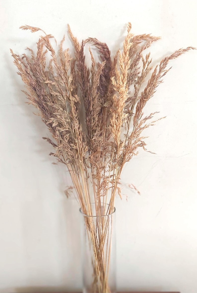 May include: A clear glass vase filled with dried ornamental grass. The grass has a light brown color with hints of purple and tan. The vase is cylindrical and sits against a white wall.