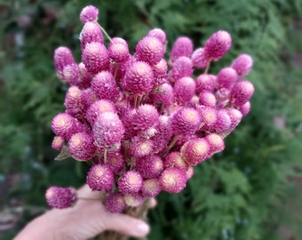 Fuchsia Pink Globe Amaranth Dried Flower Bunch - 4 oz Bunch of Everlasting Bi-Color (Fushia Pink White Tip) Gomphrena For DIY Floral Crafts