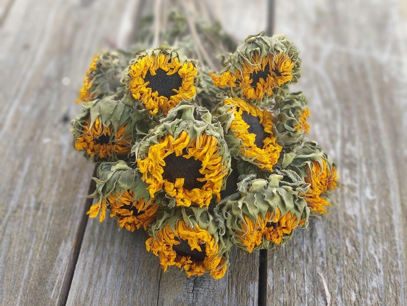 These golden yellow sunflowers are grown and harvested in the Pacific Northwest. They can bring sunshine to any room in your home. These cheerful dried yellow sunflowers look great mixed with grains, grasses, and other dried flowers.