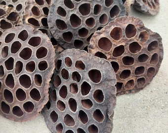 May include: A collection of dried lotus seed pods with a dark brown, woody texture. Each pod features a flat, circular face with numerous deep, hollow, honeycomb-like cavities arranged in a natural pattern across the surface of the plant material.