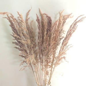 May include: A bouquet of dried ornamental grass with feathery, beige and purple-toned plumes. The arrangement is displayed against a neutral background, creating a natural and rustic aesthetic. The dried grass adds a touch of texture and warmth to any space.