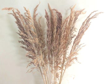 May include: A bouquet of dried ornamental grass with feathery, beige and purple-toned plumes. The arrangement is displayed against a neutral background, creating a natural and rustic aesthetic. The dried grass adds a touch of texture and warmth to any space.