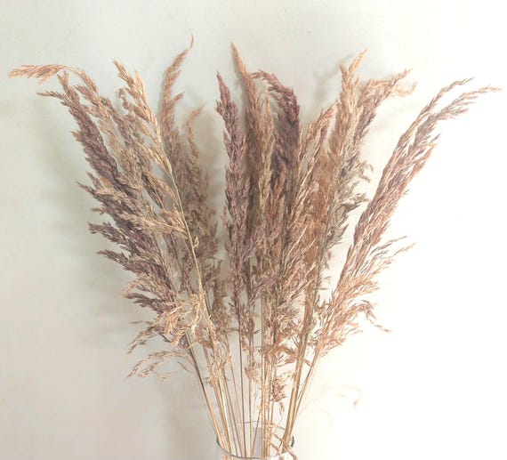 Natural Wild Oats Dried Grass Stems: Tall Vase Filler, Modern Farmhouse Decor