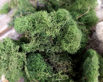 Preserved Reindeer Moss: Lush Green Shades, Nature-Inspired Crafts