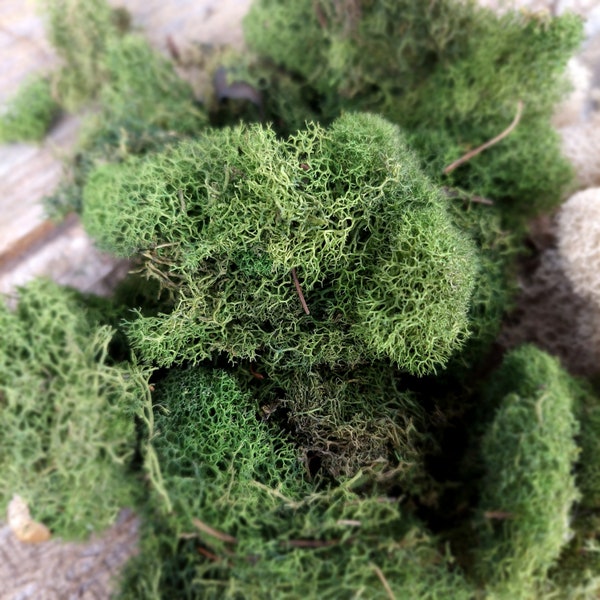 Reindeer Moss - Preserved Moss Natural, Spring Green, Moss Green, Chartreuse- Floral Craft Supplies