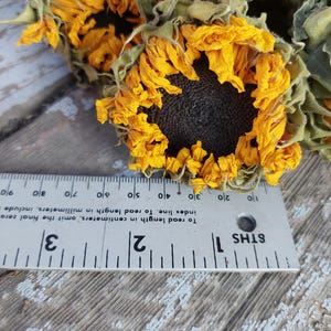 May include: Close-up of dried sunflowers with yellow petals and dark centers. A ruler is placed near the flowers, showing measurements in inches. The flowers are on a weathered wooden surface.
