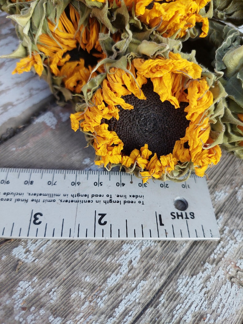 May include: Close-up of dried sunflowers with yellow petals and dark centers. A ruler is placed near the flowers, showing measurements in inches. The flowers are on a weathered wooden surface.