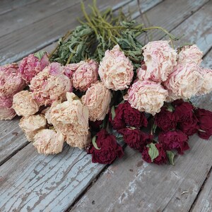 May include: A bouquet of dried flowers featuring multiple peony blossoms in varying shades of pale pink, cream, and deep burgundy. The flowers have ruffled, layered petals and are attached to thin, dried green stems, creating a textured arrangement.
