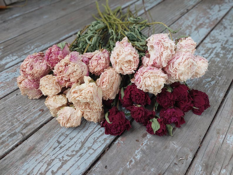 May include: A bouquet of dried flowers featuring multiple peony blossoms in varying shades of pale pink, cream, and deep burgundy. The flowers have ruffled, layered petals and are attached to thin, dried green stems, creating a textured arrangement.