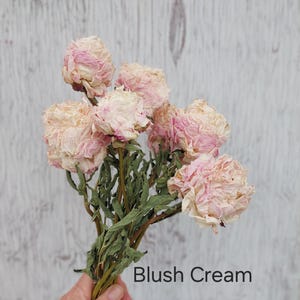 May include: A bouquet of dried flowers featuring multiple peony-like blooms in shades of pale pink and cream. The stems are thin, green, and dried, supporting the ruffled, delicate petals. The text Blush Cream is printed in black on the lower right.