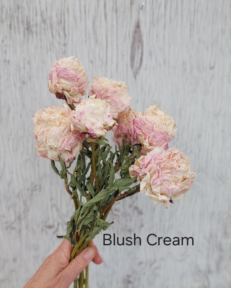 May include: A bouquet of dried flowers featuring multiple peony-like blooms in shades of pale pink and cream. The stems are thin, green, and dried, supporting the ruffled, delicate petals. The text Blush Cream is printed in black on the lower right.