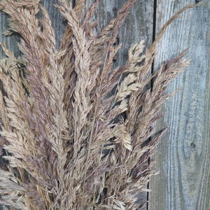 May include: A close-up of dried ornamental grass with a mix of beige and purple hues. The feathery plumes are arranged against a weathered, gray wooden background, creating a rustic aesthetic. The dried grass is a natural decorative element.