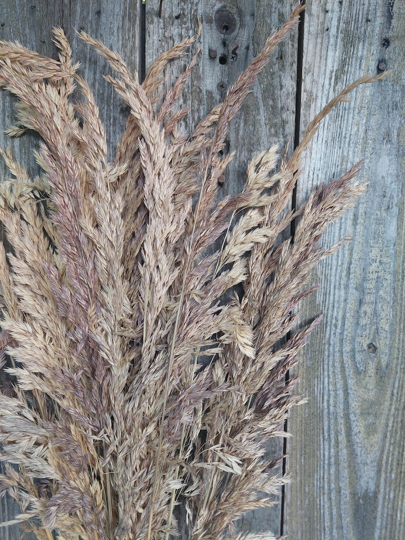 May include: A close-up of dried ornamental grass with a mix of beige and purple hues. The feathery plumes are arranged against a weathered, gray wooden background, creating a rustic aesthetic. The dried grass is a natural decorative element.