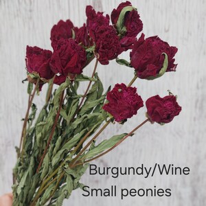 May include: A bouquet of dried burgundy and wine colored small peonies with thin brown stems and dried green leaves. The text Burgundy/Wine Small peonies is printed on the image. The flowers have a textured, ruffled appearance with deep red tones.