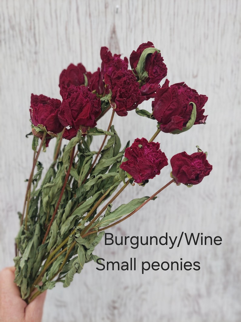 May include: A bouquet of dried burgundy and wine colored small peonies with thin brown stems and dried green leaves. The text Burgundy/Wine Small peonies is printed on the image. The flowers have a textured, ruffled appearance with deep red tones.