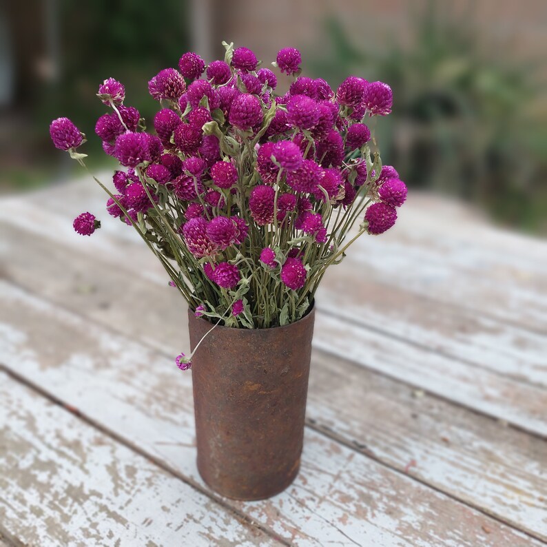 Purple Globe Amaranth Dried Flower Bunch 4 oz Bunch of Everlasting Magenta Purple Gomphrena For DIY Floral and Nature Crafts image 2