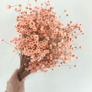 May include: A bouquet of dried peach-colored flowers. The flowers have small, delicate blooms and slender stems, held together with a natural twine. The background is a plain white.