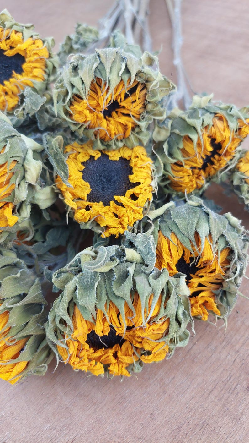 May include: A close-up of a bundle of dried sunflowers. The sunflowers have bright yellow petals and dark brown centers. The green leaves are dried and slightly curled. The flowers are arranged on a light brown wooden surface.