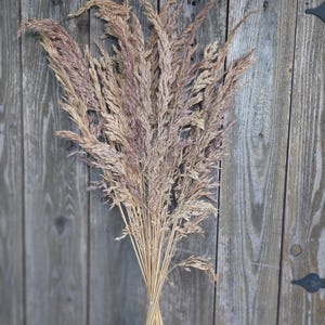 May include: A bundle of dried ornamental grass with a natural, beige color and hints of purple. The stems are tied together with twine. The background is a weathered, gray wooden wall.