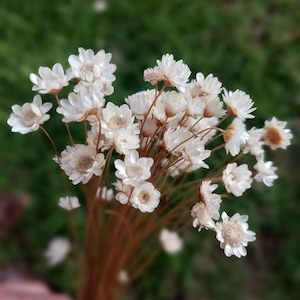 Dried Star Flowers: Natural White Daisies for Wedding Decor