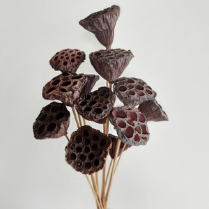 Dried Natural Lotus Pods - Small 2"-3" Head - 12 Stems