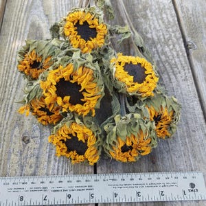 May include: A bundle of dried sunflowers with yellow petals and dark brown centers. The flowers are arranged on a wooden surface, with a ruler providing a size reference. The sunflowers have green leaves and stems.