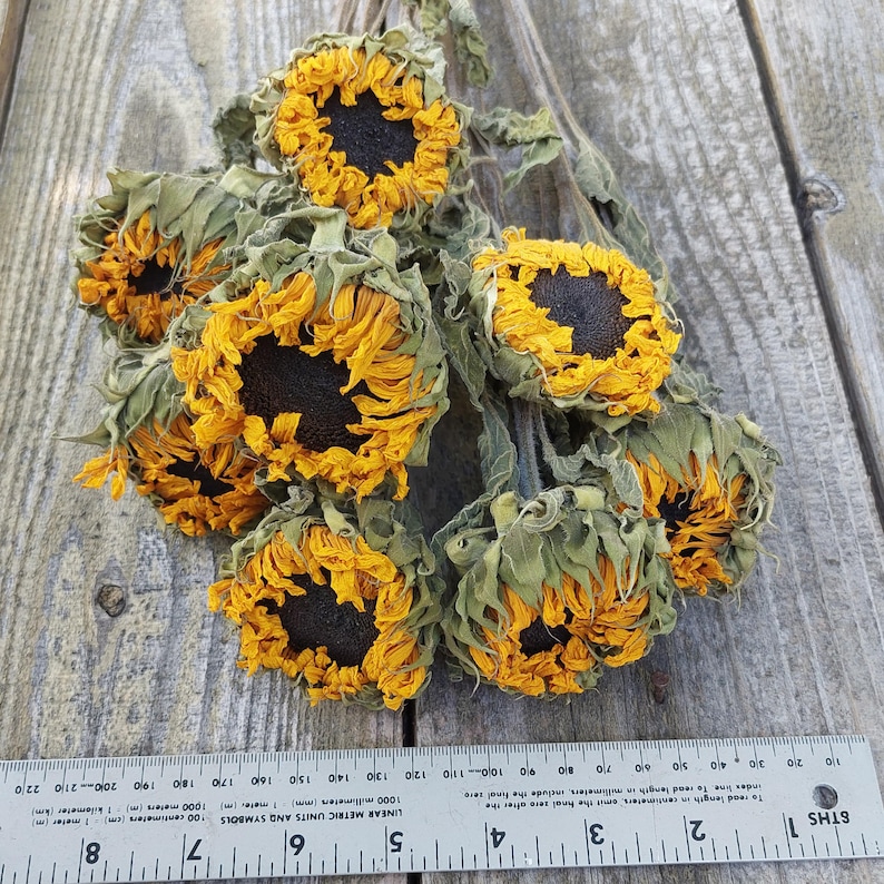 May include: A bundle of dried sunflowers with yellow petals and dark brown centers. The flowers are arranged on a wooden surface, with a ruler providing a size reference. The sunflowers have green leaves and stems.