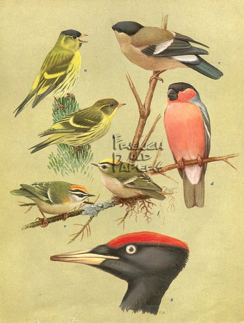 Oiseaux - Vintage Français Print Heliogravure 8.3 x 11 Pouces Impression Zoologique A12